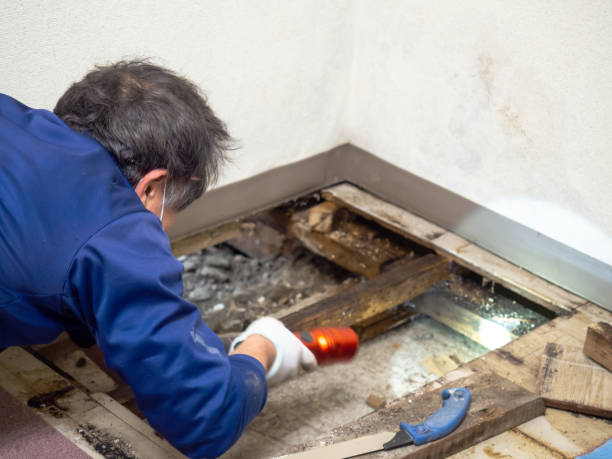 Best Mold Testing and Inspection Services in Kerens, TX