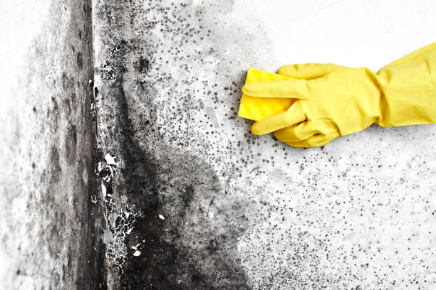 Best Localized Mold Remediation (e.g., coastal areas, humid climates) in Kerens, TX