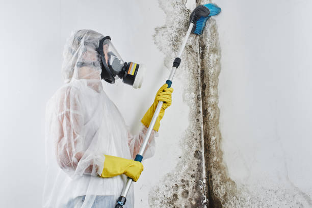 Best Basement Mold Remediation in Kerens, TX