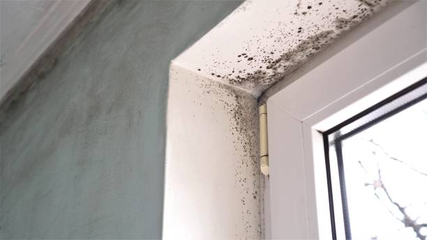 Best Mold Remediation for Specific Building Types in Kerens, TX
