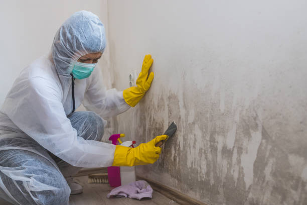 Best Health and Safety Mold Remediation in Kerens, TX
