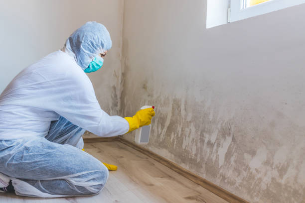 Professional Mold Remediation in Kerens, TX