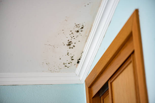 Best Mold Remediation for Schools in Kerens, TX