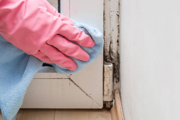 Best Insurance-Related Mold Remediation in Kerens, TX