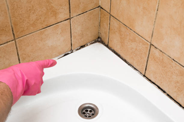 Best White Mold Remediation in Kerens, TX